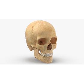 3D model Real Human Male Skull Cranial 01 With Teeth